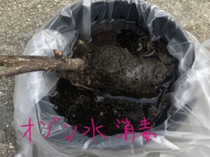 ボタン 牡丹 新七福神