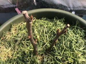 ボタン 牡丹 新七福神
