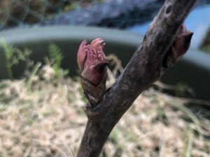 ボタン 牡丹 新七福神
