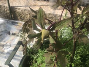 ボタン 牡丹 新七福神