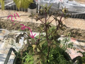 ボタン 牡丹 新七福神