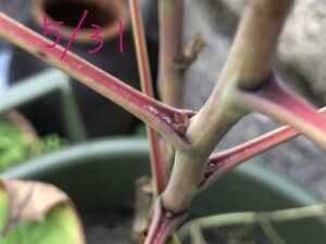 ボタン 牡丹 新七福神