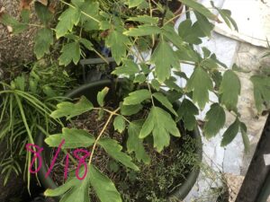 ボタン 牡丹 新七福神