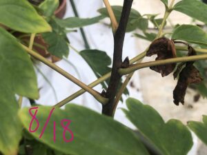 ボタン 牡丹 新七福神