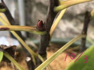 ボタン 牡丹 新七福神