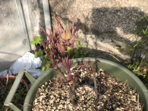 ボタン 牡丹 新七福神