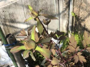 ボタン 牡丹 新七福神