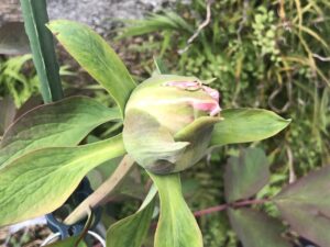 ボタン 牡丹 新七福神