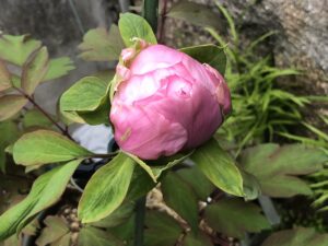 ボタン 牡丹 新七福神
