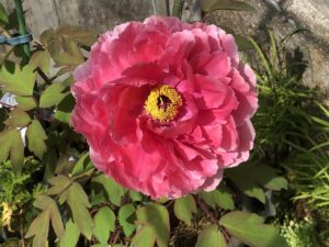 ボタン 牡丹 新七福神