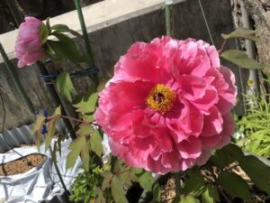 ボタン 牡丹 新七福神