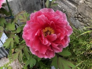 ボタン 牡丹 新七福神