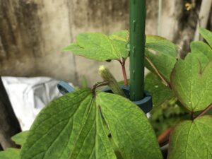 ボタン 牡丹 新七福神